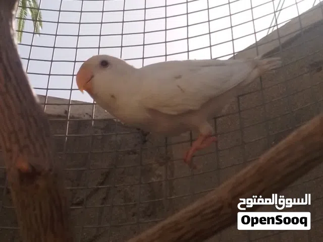 فرخ عصفور روز ابيض