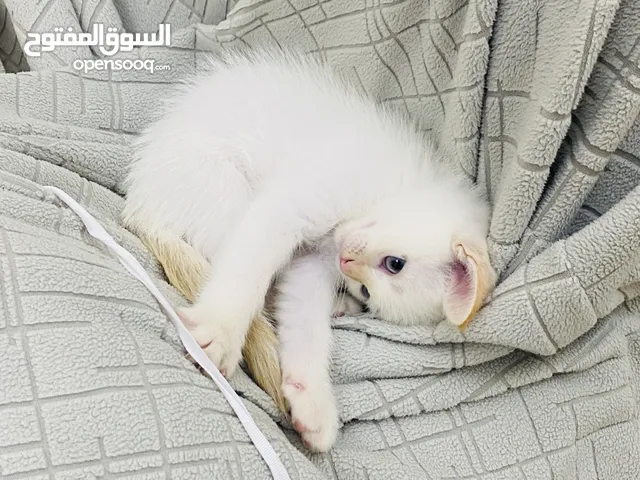 قطط بعمر الشهرين
