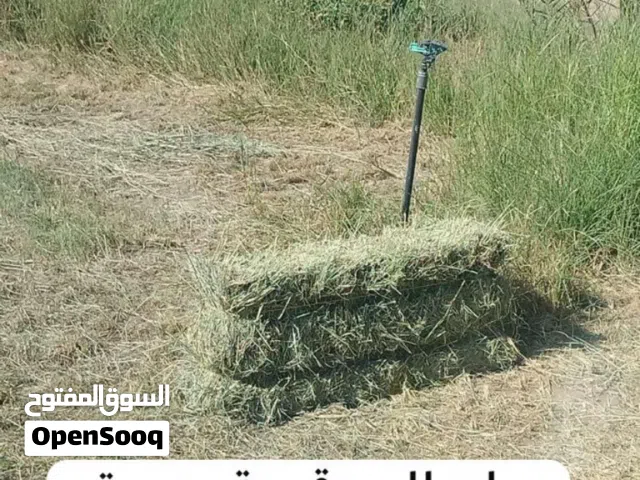 تتوفر لدينا برايد للبيع