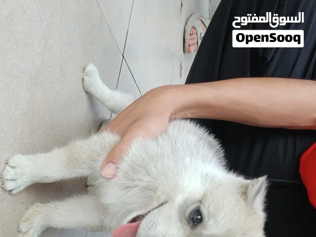 جرو هاسكي للبيع ما كمل اربع اسابيع كاملة 3 اسابيع ونص