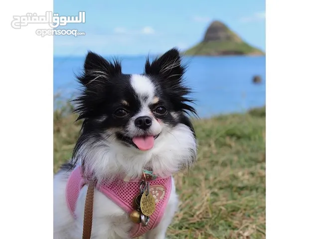 Chihuahua female 5 month