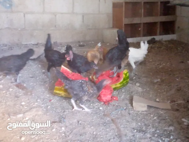 فرخات للبيع