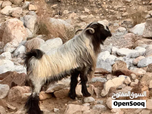 حلال للبيع
