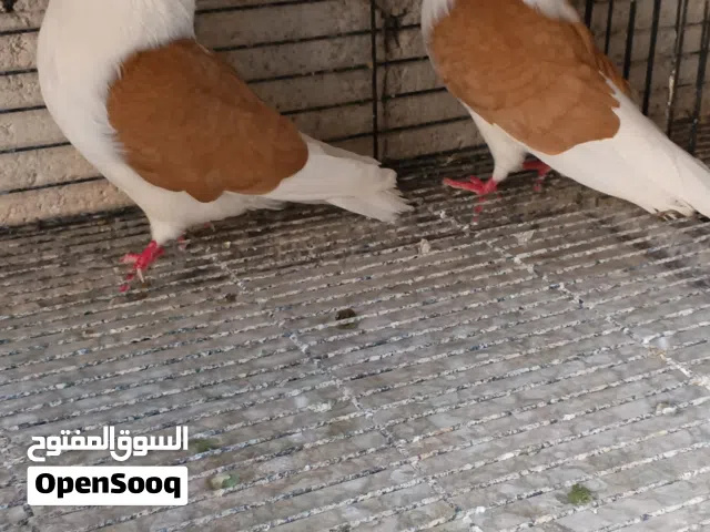 جواز ساوث جيرمن الماني