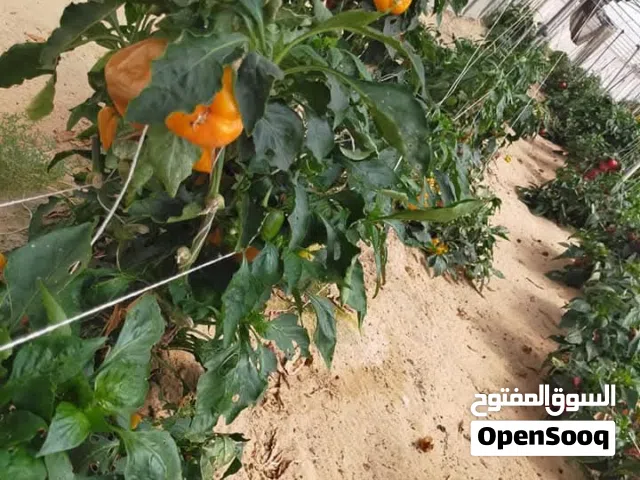 Farm Land for Sale in Ismailia Kantara East