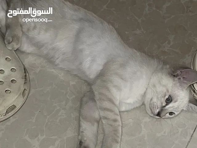 قطط للبيع ذكر وانثى