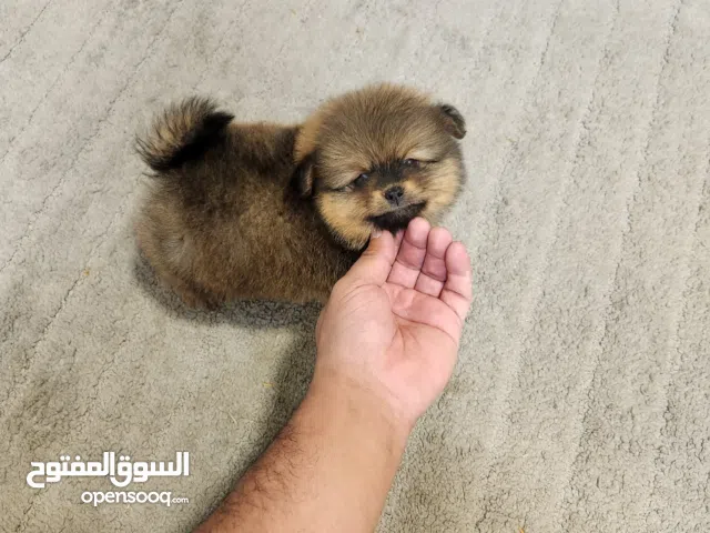 بومرينيان تي كب وجه الدب للبيع