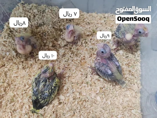 فروخ كوكتيل