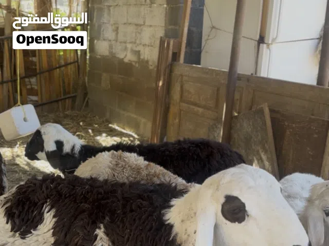 كباشه هجين سوداني على نجدي