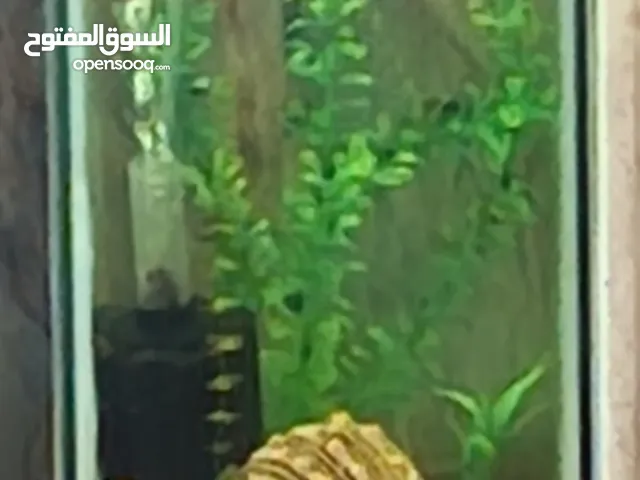 حوض رأسي بالاسماك والقاعدة شامل كامل