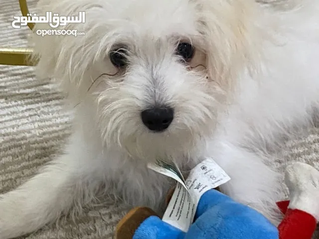 كلب مالتيز نظيف