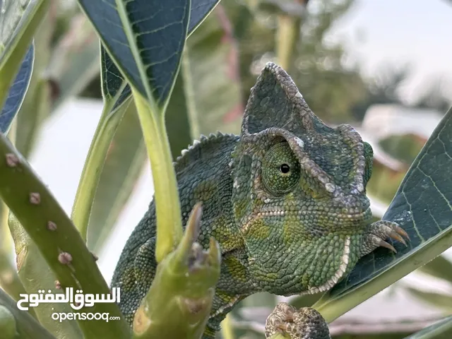 حرباء للبيع الفيه قريبة الإنتاج