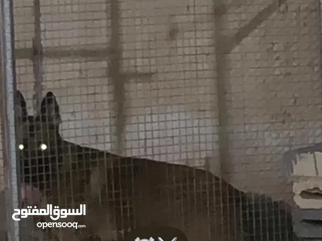 ابحث عن كلب للتبني يكون من سلالة معروفه اقرا الوصف