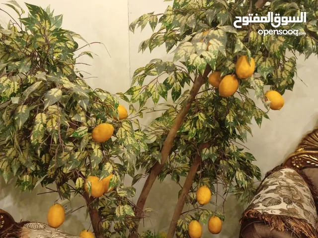 شجرة ليمون للبيع