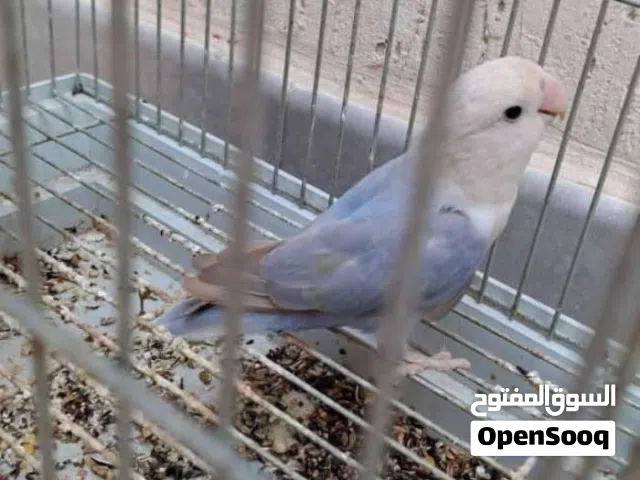 مطلوب نتايه زي الي في الصوره وبسعر معقول .                ....                  ....