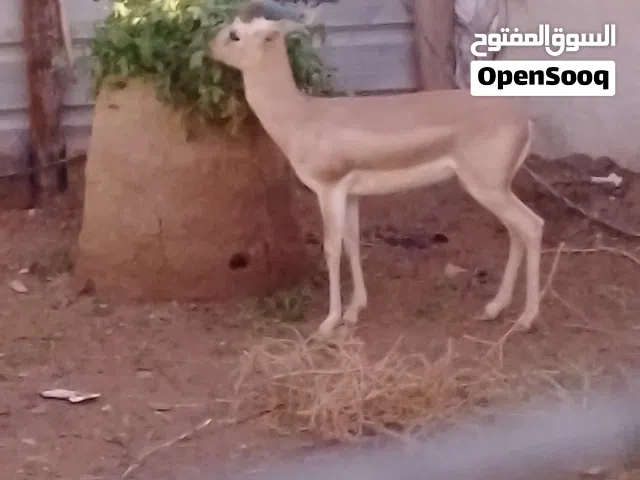 غزلان للبيع ريم مال بيت