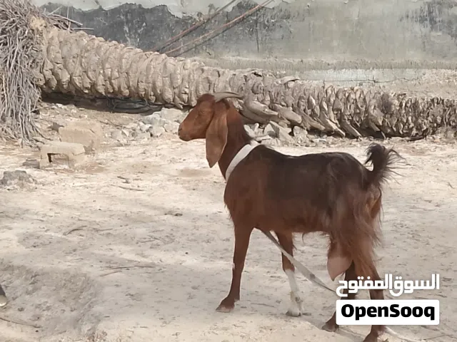 صخلة للبيع