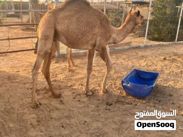 حلال بيع وشرا