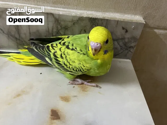 فرخ بادجي العمر شهر
