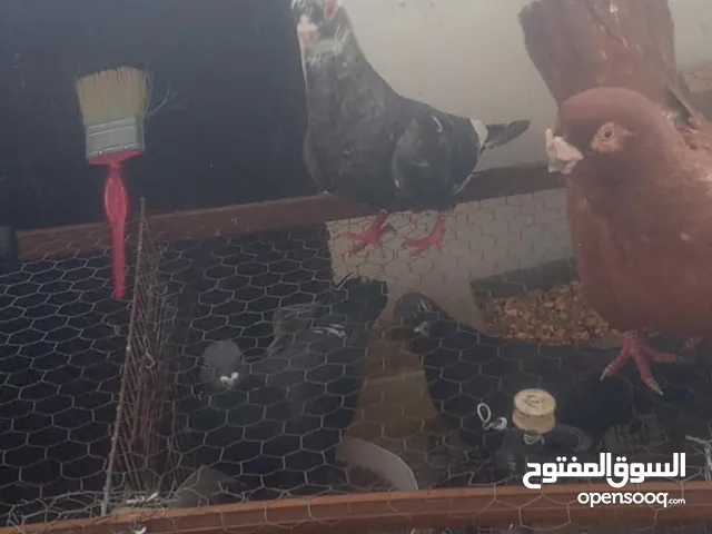 حمام طير جواز