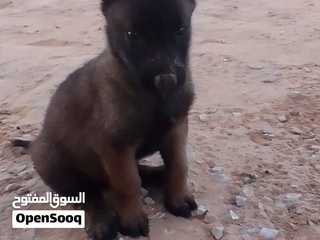 2 جرواي مينوا دكور درجة اولى الله يبارك