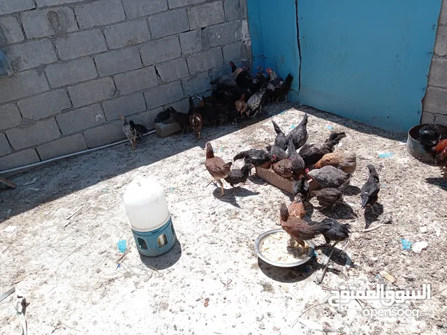 كوم دجاج للبيع