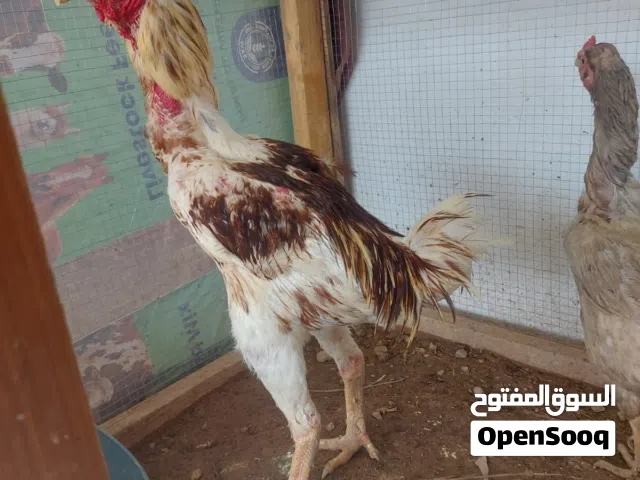 للبيع سلالة بورمي