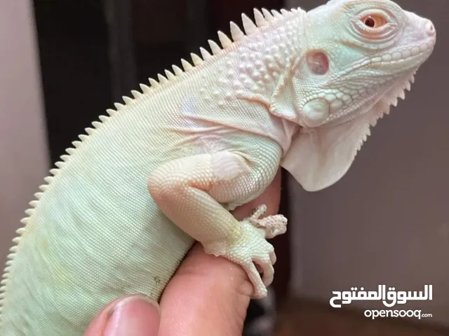 اغوانا نادره باالوان مختلفه السعر على حسب لون