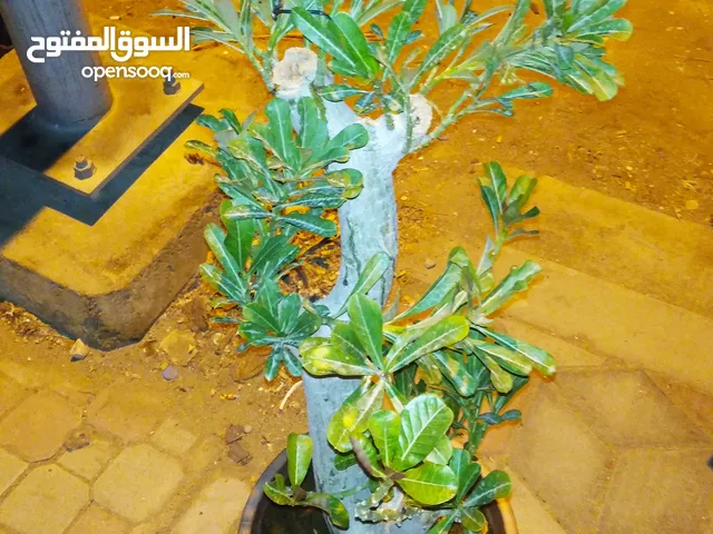 Desert Rose (وردة الصحراء) big plant with big pot(60 liter)