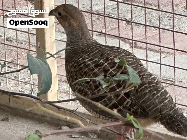 صفرد باكستاني للبيع