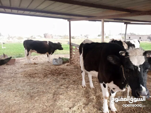 ابقار للبيع