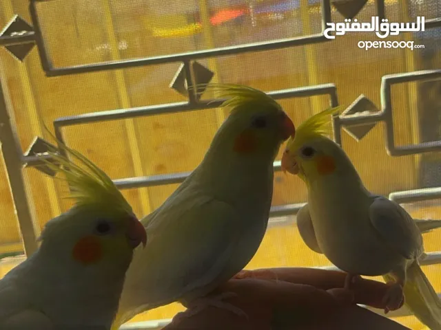 طير كوكتيل اليف جدا زق يدوي ثوب جميل حبة جامبو العمر عين حمرا 4شهور لون مميز لاتينو بيعطي راس
