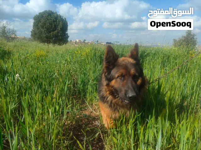 متاح ذكر جيرمن طرف كسحه الصلاه على النبي