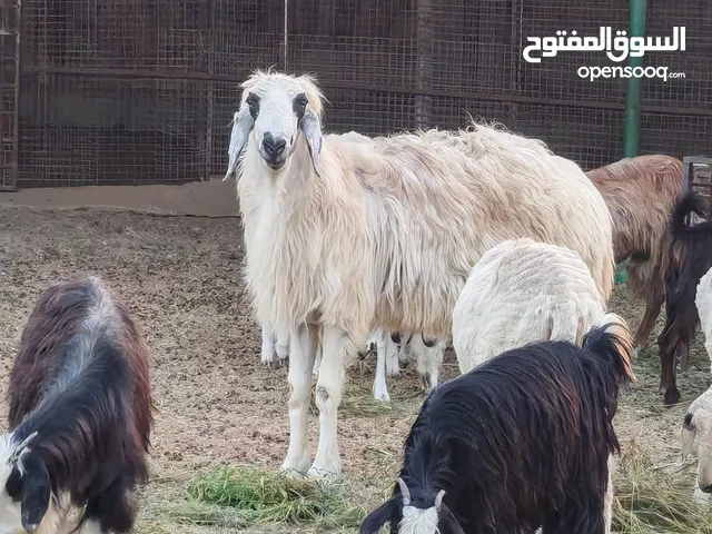 كبش رملي فل سمنه ما شاء الله