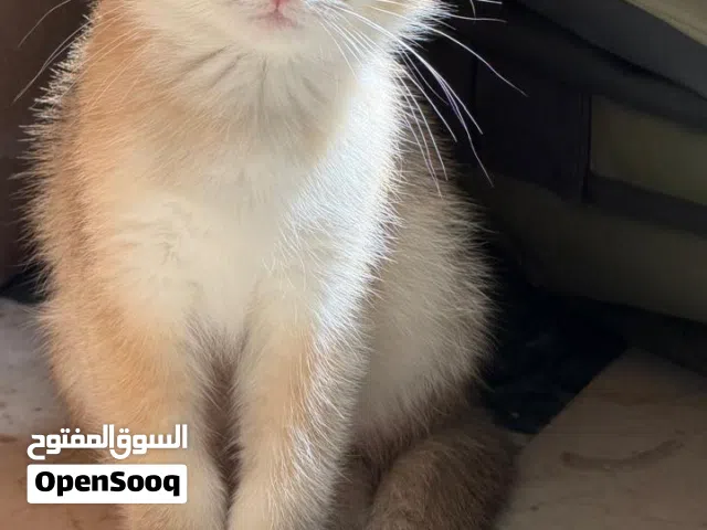 3-month Old Scottish Fold