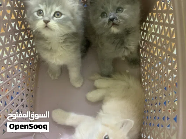 قطط صغار كلش حلوات