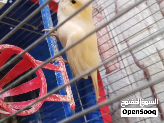 عصفوره كنار