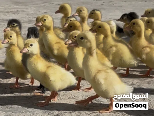 بط تركي العمر خمس أيام