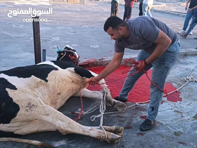جزار للعيد في جميع مسقط