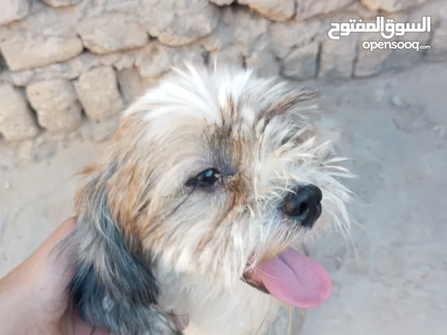 زوج كلاب تيرير فرنسي