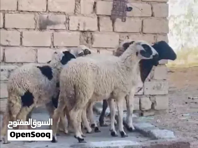 حوليات شيك او كاش