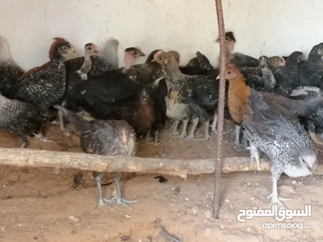 دجاج عربي وفيومي وزهري للبيع العمر 3اشهور المكان القربولي للاستفسار