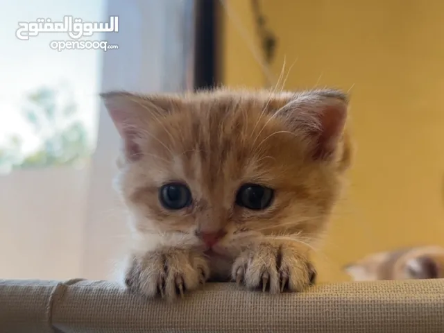 قطوة سكوتش ستريت بعمر شهرين للبيع مع كامل اغراضه لعوب وحنون جدا متعلم على اللتر بوكس