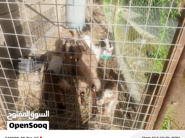 ماعز عدد اربعة بسعر 650 الف