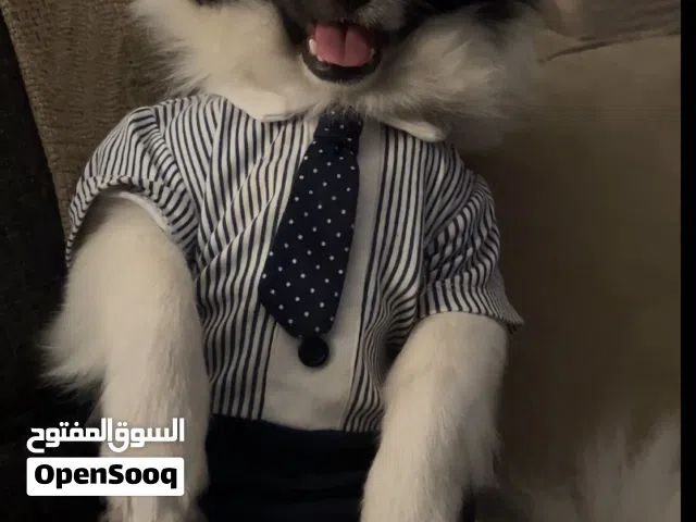 الكلاب بي جوازه وا راكبه فيه شفره بتع سفر