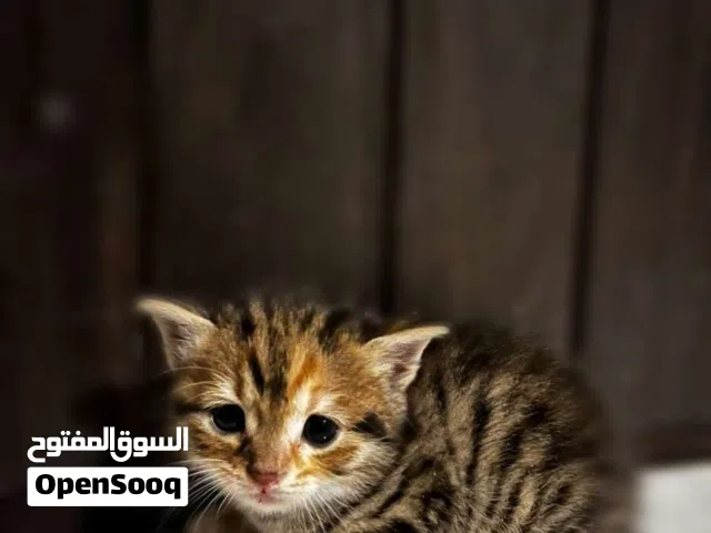 قطط شانشيلا هامالايا مكس مع بلدي