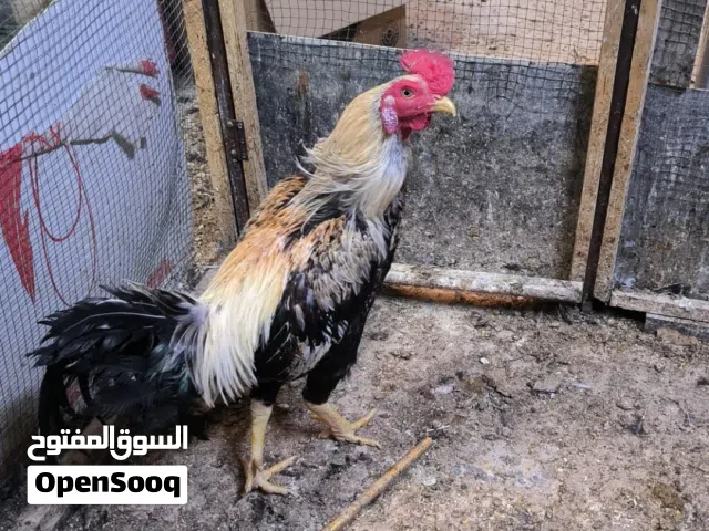 ديج هندي شوكي للبيع صحة ونشاط فول سعر 65