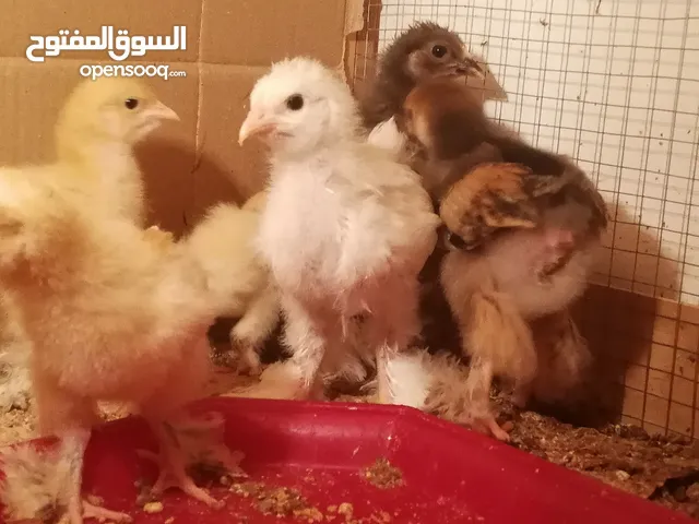 للبيع فروخ براهما بيور جانبو ساس قوي أعمار والوان مختلفه بأسعار تنافسية وذات نوعية ممتازة