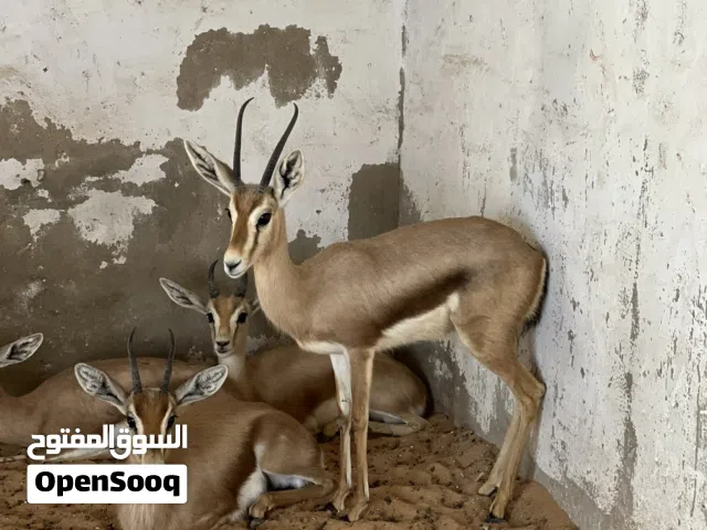 اللهم بارك غزال حظيرة منتج