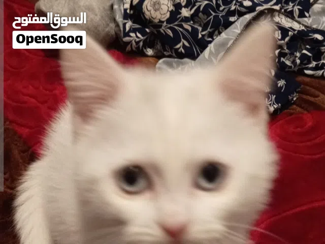 قطط kitten للبيع